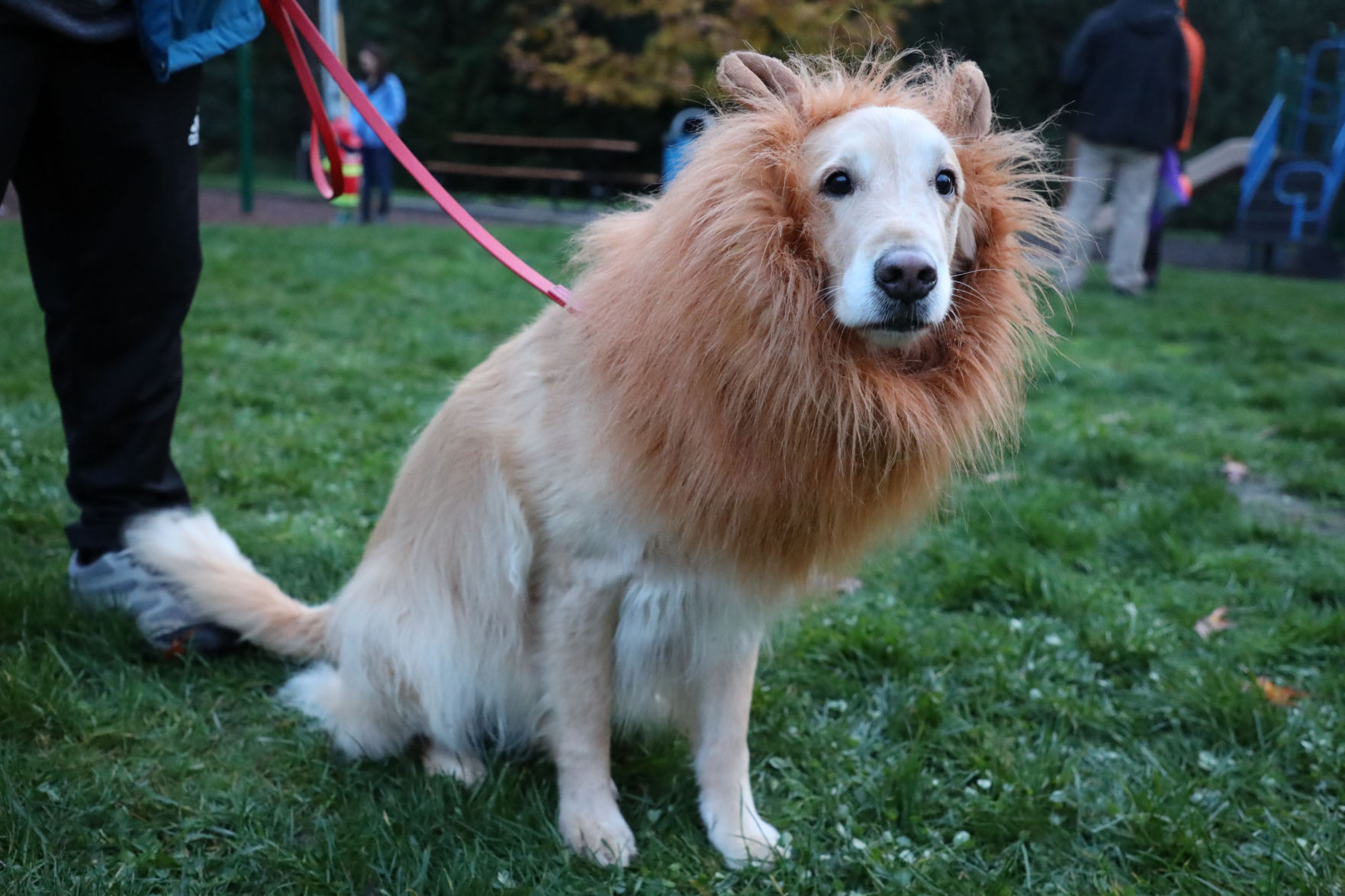 Maui the "lion"